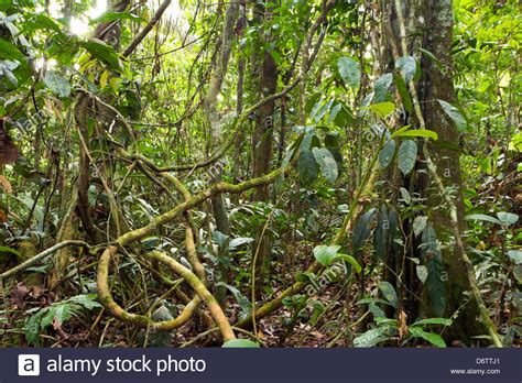 Tangle Of Lianas In The Rainforest Understory In Ecuador Stock Photo