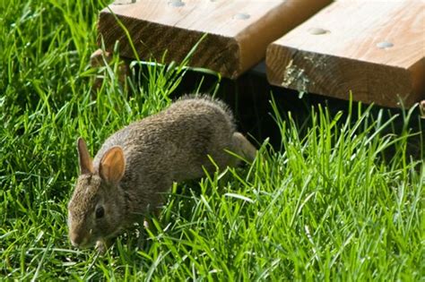 Backyard Bunny A Bunny Hiding Under The Deck At Rachels S Flickr