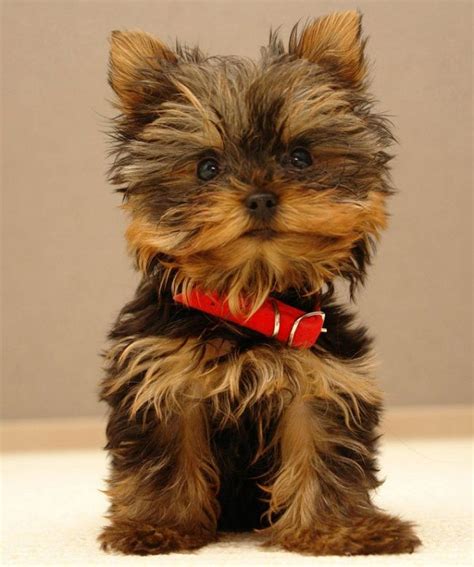 Cutest Small Dog Breeds That Dont Shed Yorkshire