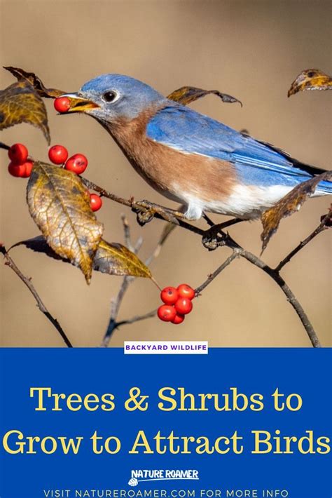 Trees And Shrubs To Grow To Attract Birds To Your Yard In 2023 How To