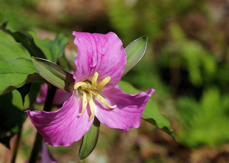 Biltmore blooms spring flowers guide. Asheville North Carolina Wildflower Locations | Wild ...