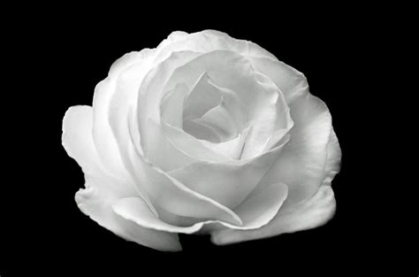 Free Download Pure White Rose Wallpaper Colors Wallpaper 34512062