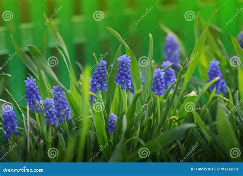 Blue Spring Flowers In My Garden Stock Image Image Of Flower Leaves