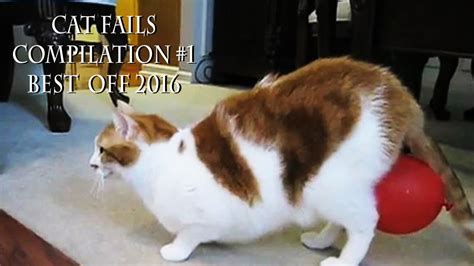 Cats Fails Compilation 1 Best 2016 Cats And Vacuum Cleaner Youtube