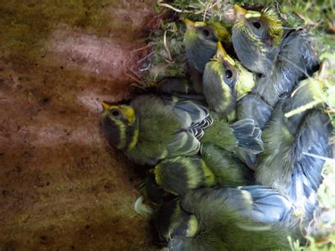 Los nidos de las aves en las ciudades están hechos con materiales artificiales y albergan menos