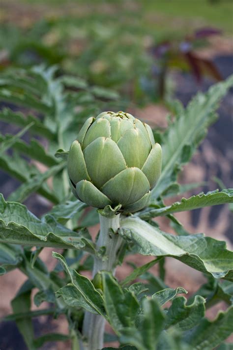 Container Grown Artichoke Plants How To Grow Artichokes In Pots