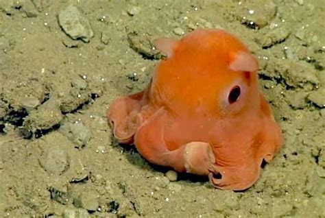 Cutest Tiny Octopus May Be Formally Named ‘adorabilis By Scientists