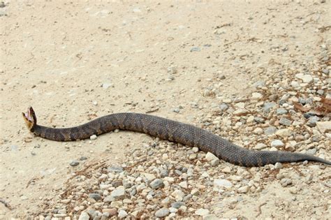 Guide To Alabamas 6 Venomous Snakes And How To React If You See One