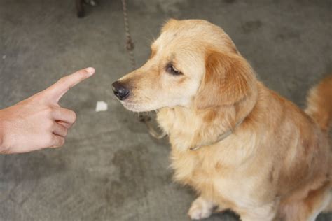 How To Pick A Dog Trainer 7 Steps With Pictures Wikihow