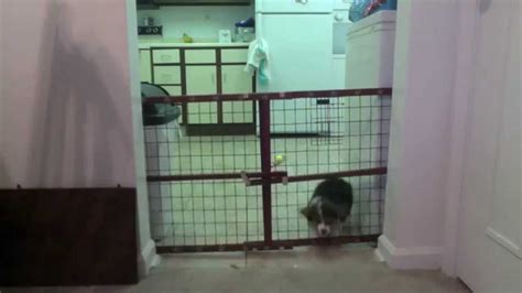 8 Week Old Corgi Escapes Over Puppy Fence Youtube