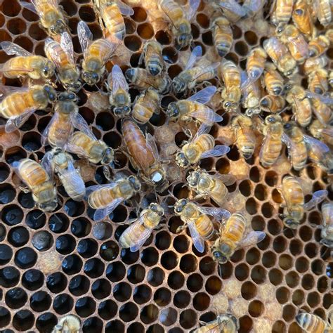 Queen Bees Bees Alive
