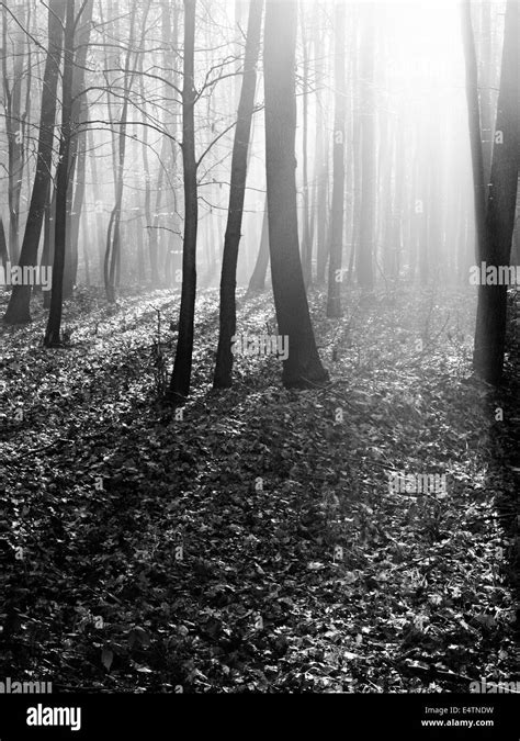 Autumn Forest 2 Stock Photo Alamy