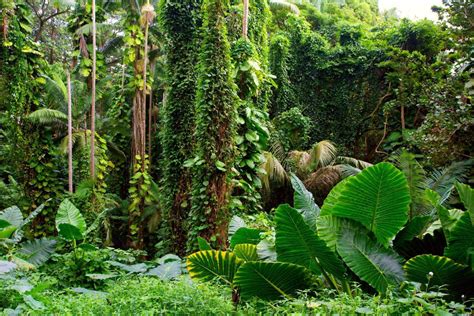 Как выглядит тропическое дерево Деревология