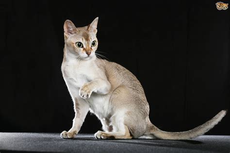 I also show you how to teach any cat or dog how to learn paw. Some more information on the Singapura cat breed | Pets4Homes