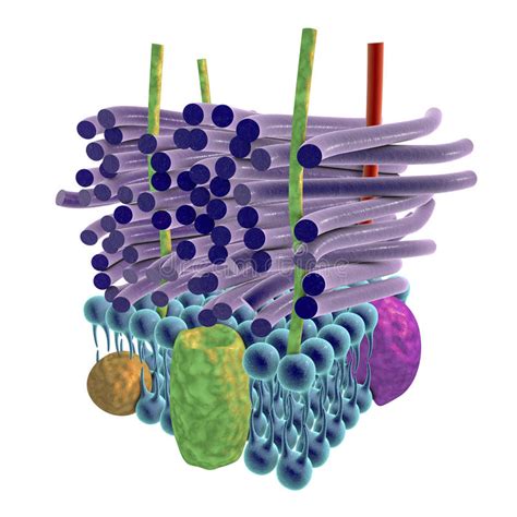 Estructura De La Pared Celular Grampositiva De Las Bacterias Stock De