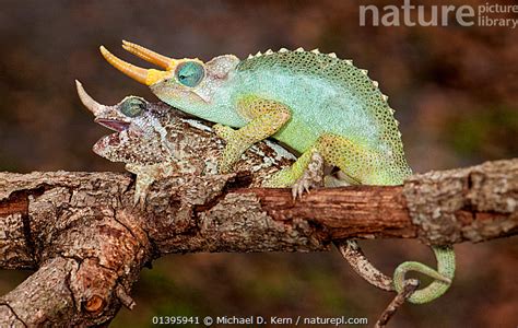 Stock Photo Of Dwarf Jackson S Chameleon Trioceros Jacksonii Merumontanus Mating Pair