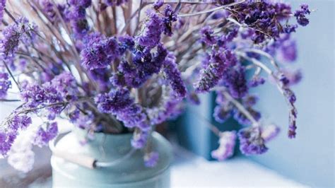 Bunga Lavender 6 Cara Menanam Dan Merawat Tumbuhan Indoor