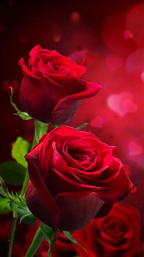 Rose Backgrounds Beautiful Rose Wallpaper 750x1334 22047