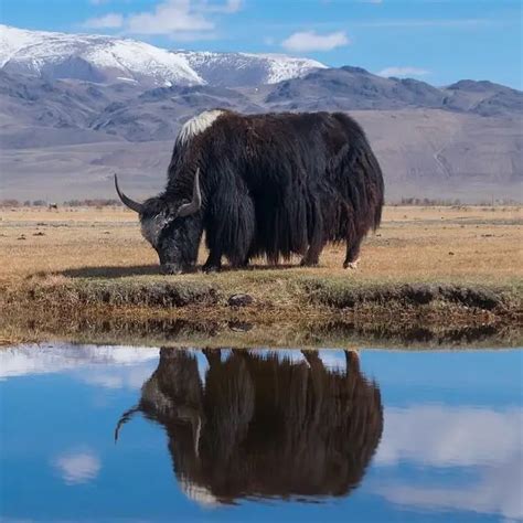 Domestic Yak Facts Diet Habitat And Pictures On Animaliabio