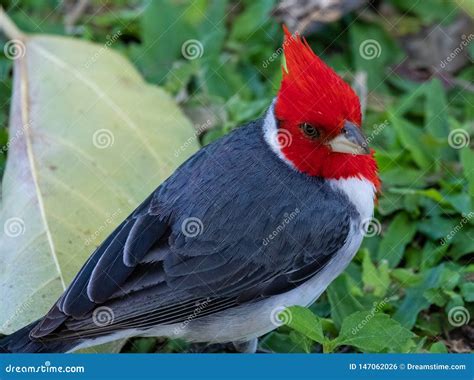 Red Crested Cardinal Seen In The Wild In Oahu Hawaii Stock Photo