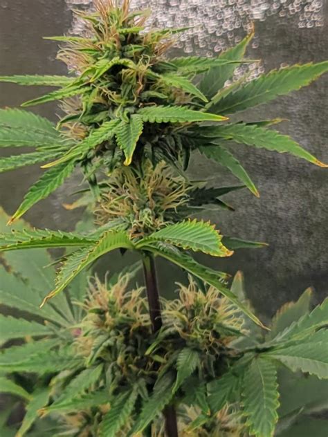 Auto Strawberry Banana Cookies Autoflowering Seeds The Seed Connect