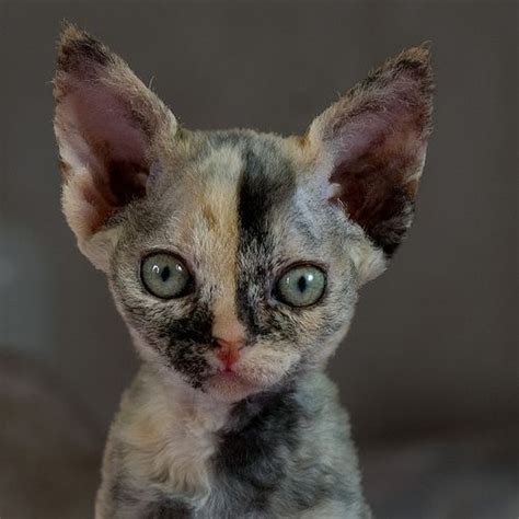 Cat Breeds Devon Rex The Best Dogs And Cats