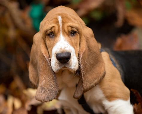16 Reasons Basset Hounds Are Not The Friendly Dogs Everyone Says They