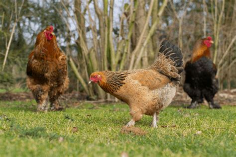 The Best Chicken Breeds For Hot Weather