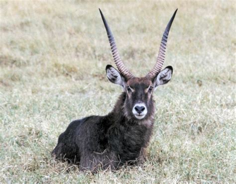 Waterbuck Discover Interesting And Unusual Facts