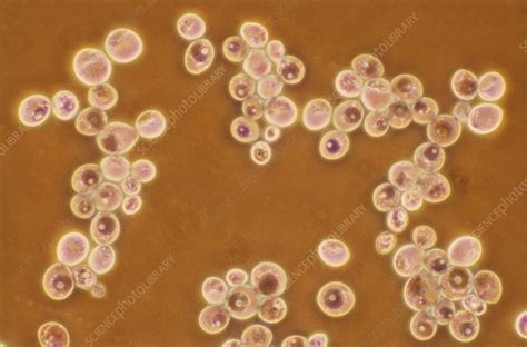 Saccharomyces Yeast Light Micrograph Stock Image C0246809