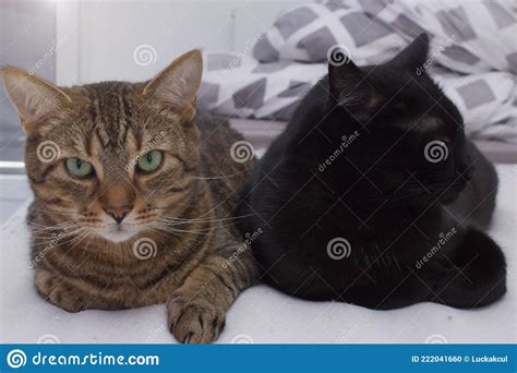 A Black And Tabby Cat Lie Next To Each Other Stock Photo Image Of