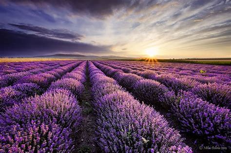 These 8 Pictures Of Lavender Being Harvested Are So Vibrant And Beautiful