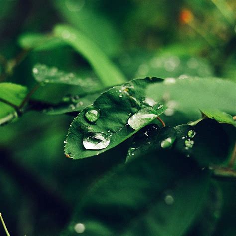 Leaf Rain Green Nature Forest Blue Ipad Wallpapers Free Download