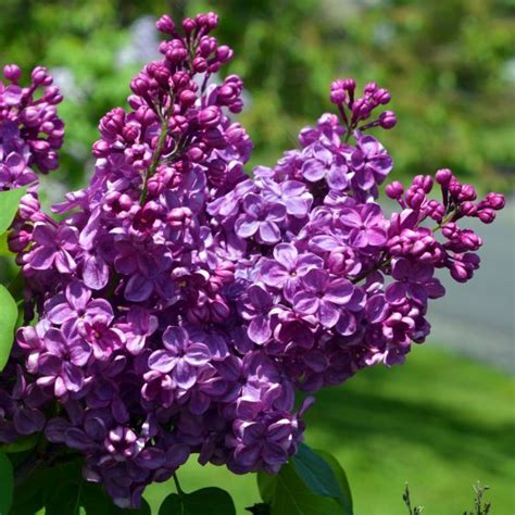 11 Best Smelling Plants For Your Yard Most Fragrant Plants Fragrant