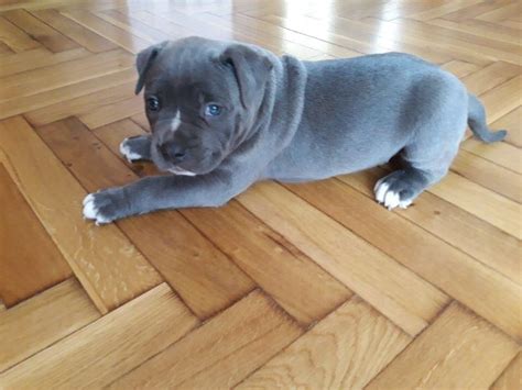 Full breed bluenose pitbull pups (law > lawton ok ). American Pit Bull Terrier, Wonderful blue nose pitbull Puppies, Dogs, for Sale, Price