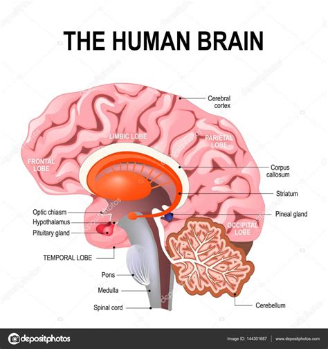 Anatomia Detalhada Do Cérebro Humano Imagem Vetorial De © Edesignua
