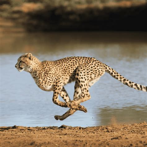 Cheetah Big Cats Wild Safari Guide