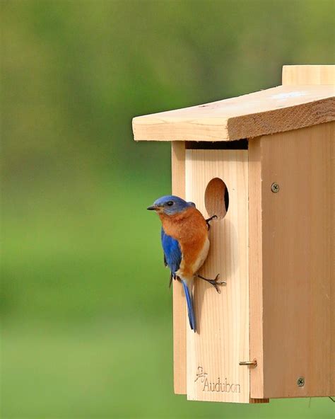 Eastern Bluebirds Love Wide Open Spaces Birds And Blooms