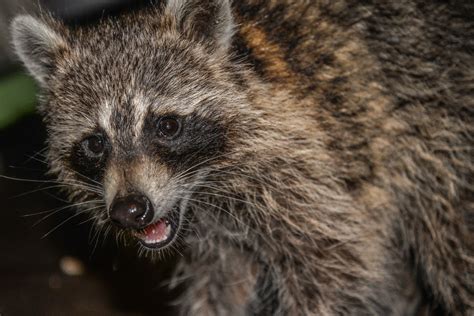 Rabid Raccoon Signs This Furry Friend Is Carrying A Dangerous Disease