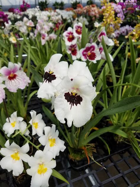 Gallery White Plains Orchids