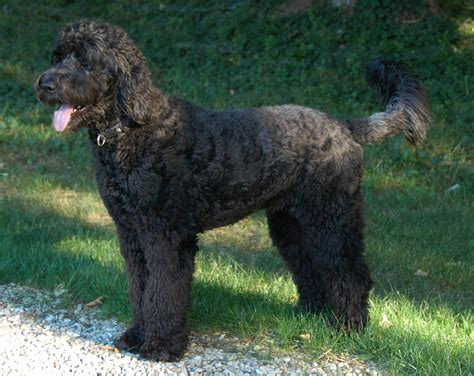 Giant Schnoodle Information Pictures Reviews And Qanda