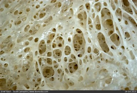 Stock Image Close Up Of A Normal Mammalian Spongy Cancellous Bone