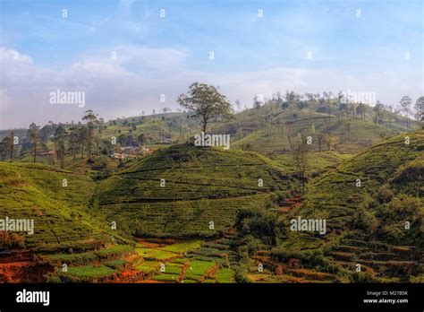 Tea Hills Near Nuwara Eliya Sri Lanka Asia Stock Photo Alamy