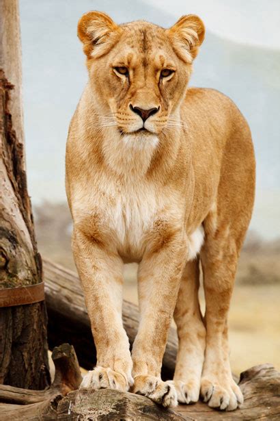 Portrait Of Lioness Free Stock Photo Public Domain Pictures