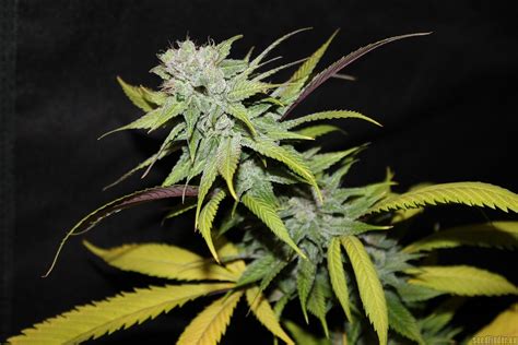 Check spelling or type a new query. Galería de Variedades: Blueberry Cheesecake (Female Seeds ...