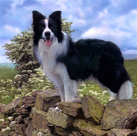 A collie or a collie dog is a dog with long hair and a long, narrow nose. Sheepdog - The UK Art Depot Shop