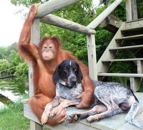 Bff Unusual Animal Friendships Animals Friendship Unlikely