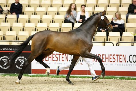 8 Af De 14 Dressurbetonede Hingste Kom Fra Helgstrand Dressage