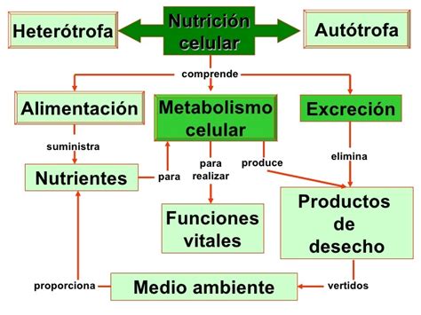 Tomidigital NutriciÓn Celular