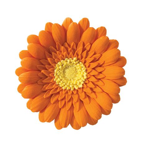 Orange Gerbera Daisy Gum Paste Flowers Decopac